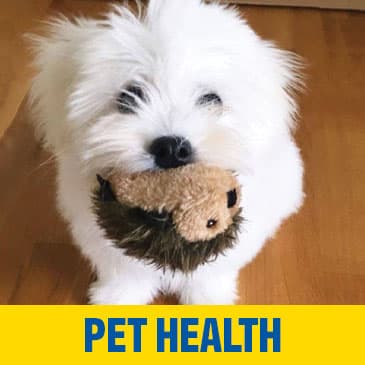 Safe Water for Your Pets